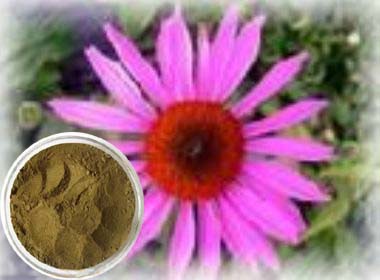 Echinacea purpurea extract